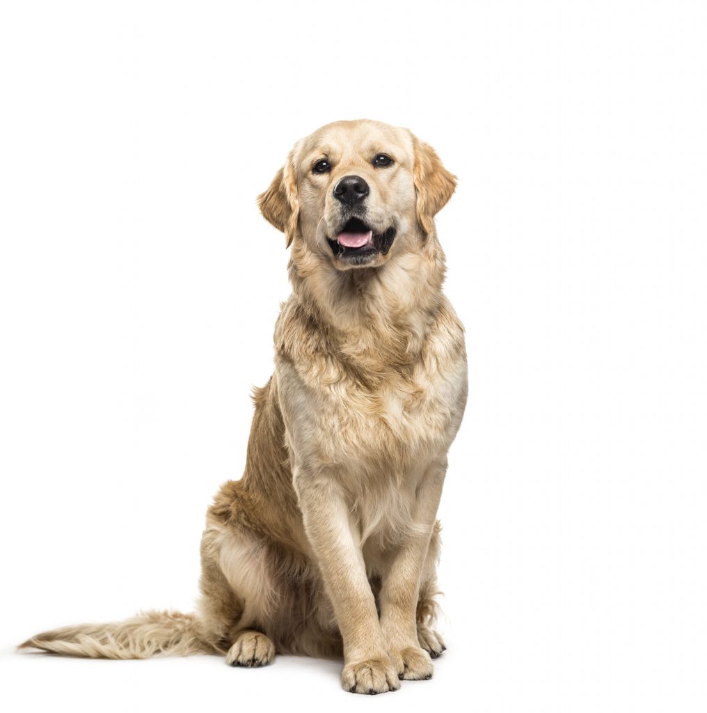 golden retriever dog sitting panting